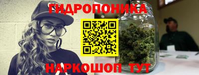 крисы Кингисепп