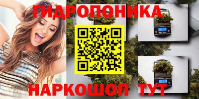 крисы Кингисепп